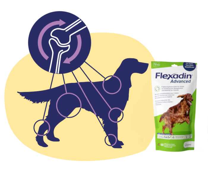 Flexadin dog