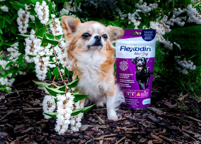 Flexadin Adult Dog