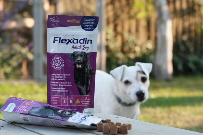 Pies z Flexadinem Adult Dog